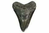 Serrated, Fossil Megalodon Tooth - South Carolina #171116-1